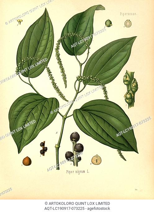 Piper nigrum L., Pepper, Fig. 6, p. 144, G. Pabst (Hg.): Köhler's Medizinal-Pflanzen in naturgetreuen Abbildungen mit kurz erläuterndem Texte [..]. Bd