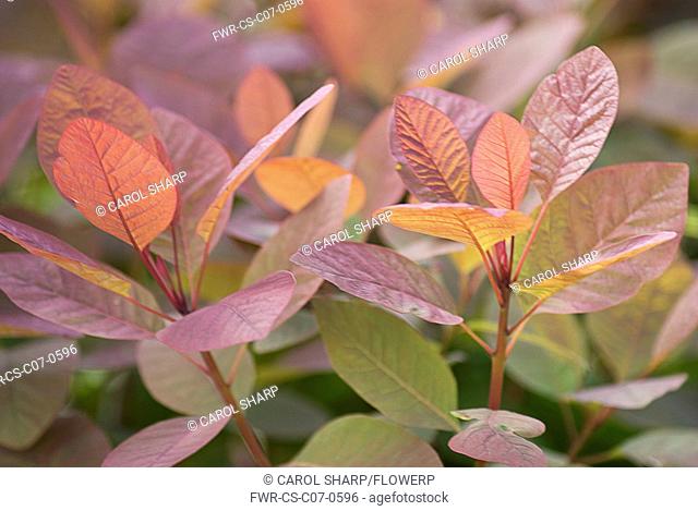 Cotinus coggygria 'Grace', Smoke bush