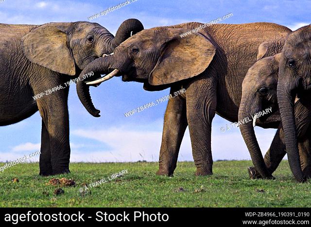 Two elephants play fighting while two others watch on, Addo Elephant Park, Eastern Cape, South Africa