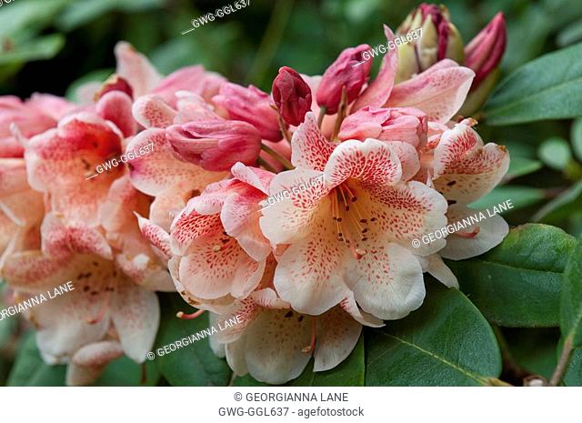 RHODODENDRON 'PESTE'S FIRE LIGHT'