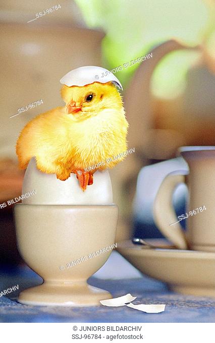 chicken in egg-cup