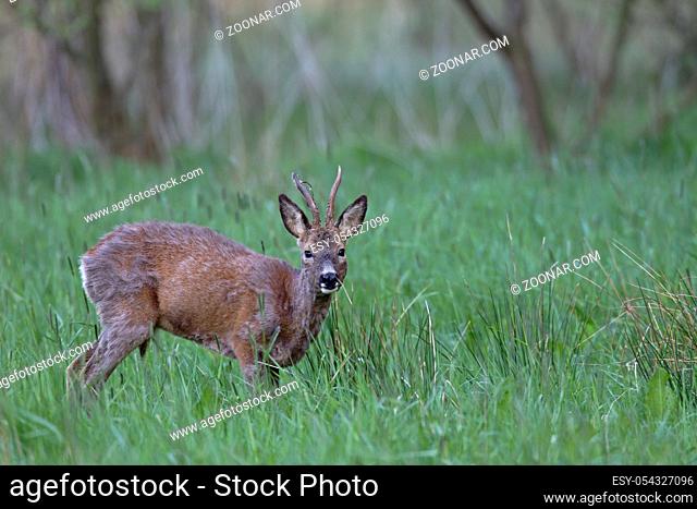 Rehbock in schlechter koerperlicher Verfassung aeugt aufmerksam - (Europaeisches Reh - Rehwild) / Roe Deer buck in bad medical condition intently looking -...