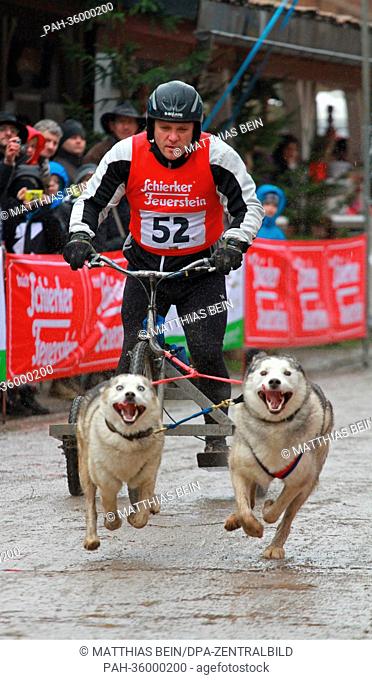 Ferenc Frey junior and his two sled dogs start in the first sled dog race of 2013 in Hasselfelde, Germany, 05 January 2013