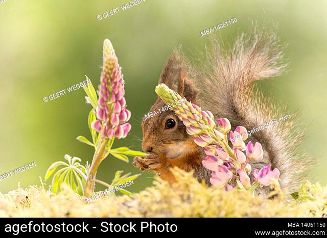 close up of red squirrel standing behind and under lupine flowers looking away