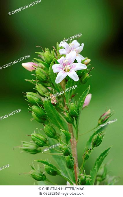 Capraria, Goatweed (Capraria biflora), flowers