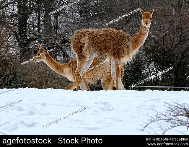13 February 2021, Berlin: Two vicuñas (Vicugna vicugna) stand in the snow at Berlin Zoo. The vicuña is one of the two species of the genus vicugna