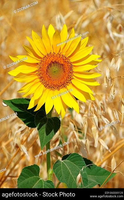 Sonnenblumenfeld - sunflowers field 12