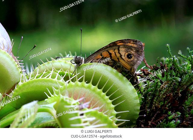 Dionaea muscipula, venus fly trap, a butterfly in the trap
