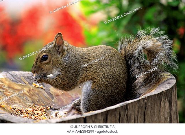 Eastern Gray Squirrel (Sciurus carolinensis) Adult at feeder, Florida