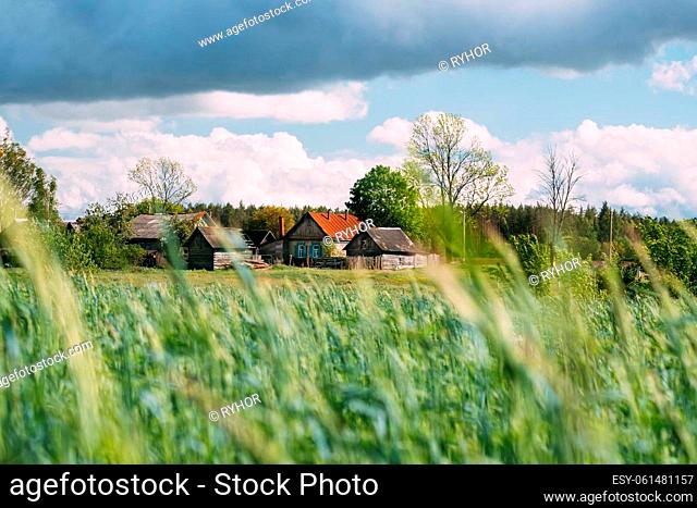 Russia. Countryside Rural Wheat Field Meadow Landscape And Old Wooden House In Russian Village. Summer Sunny Day. Scenic Sky With Clouds On Horizon