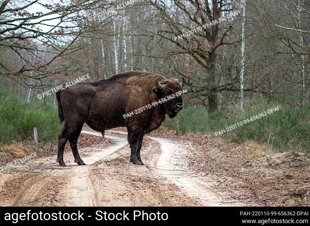 07 January 2022, Brandenburg, Dallgow-Döberitz: A bison bull stands in the sleet on a path of the Döberitzer Heide. For more than 10 years