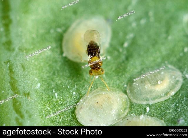 An adult parasitoid wasp, Encarsia tricolor, lays eggs and deposits them in larval scales of the cabbage whitefly, Aleyrodes proletella