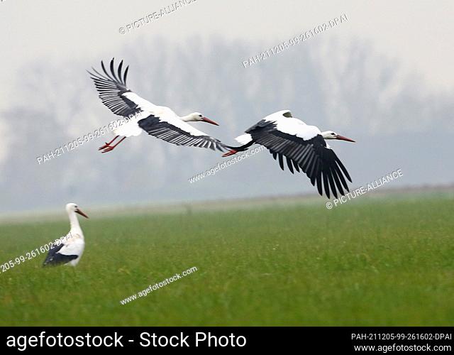25 November 2021, North Rhine-Westphalia, Spellen: White storks fly over a meadow on the Lower Rhine. Actually, the birds spend the winter in warmer regions -...