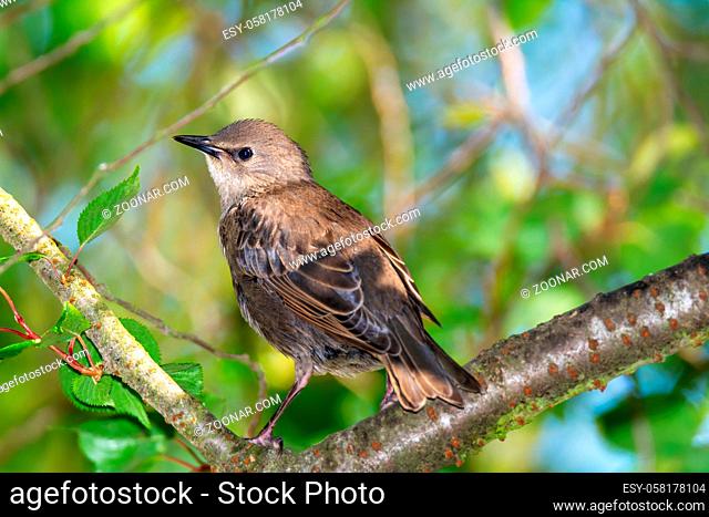 Closeup of a young starling bird sitting on the branch of a tree