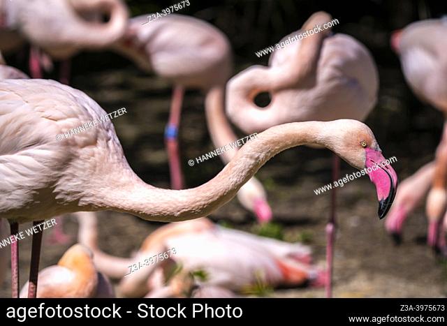 Nuenen / The Netherlands: Pink flamingos in a Dutch Zoo