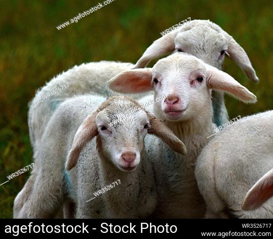 Lamm, Hausschaf, lamb, sheep