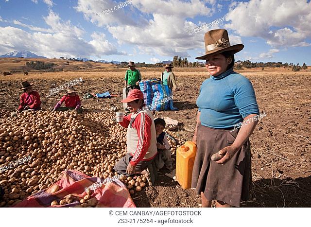 Indigenous people of Sacred Valley picking up potatoes, Cuzco, Peru, South America