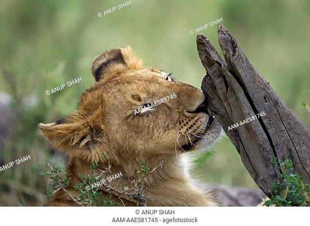 Lion scratching its nose on a tree stump (Panthera leo). Maasai Mara National Reserve, Kenya. Aug 2010