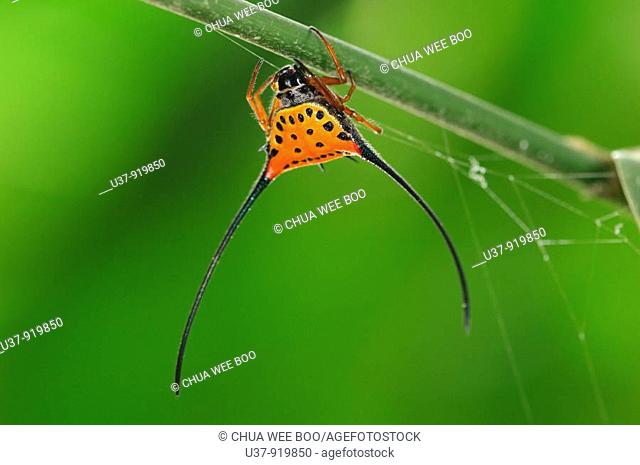 Horned Spider, Borneo