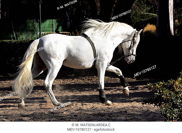 Pure Blood Andalusian Horse - training