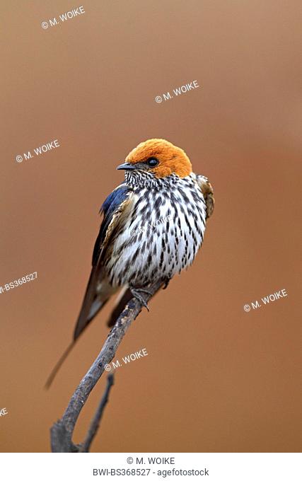 Lesser striped swallow (Hirundo abyssinica), sits on a twig, South Africa, North West Province, Pilanesberg National Park