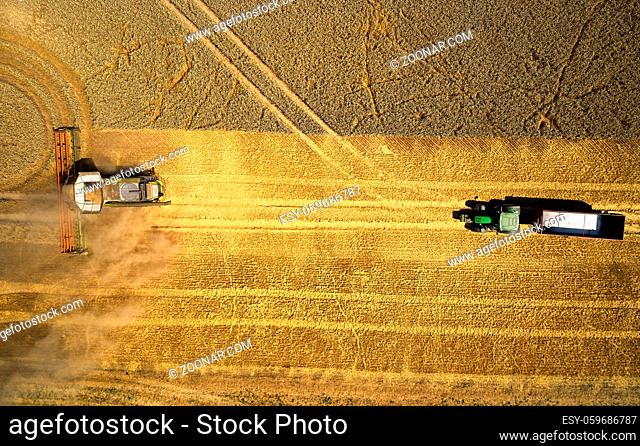 harvesting wheat grain