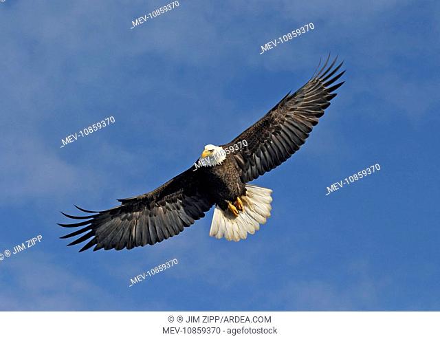 Adult Bald Eagle in flight. (Haliaeetus leucocephalus). Homer Alaska. Distribution: Alaska, Canada and USA