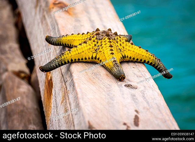 A wonderful yellow starfish in zanzibar, Indian Ocean