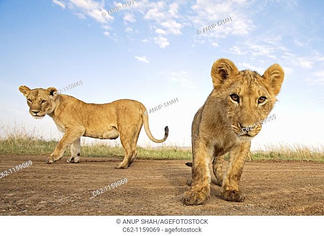 Young lions (Panthera leo) -wide angle perspective-, Maasai Mara National Reserve, Kenya