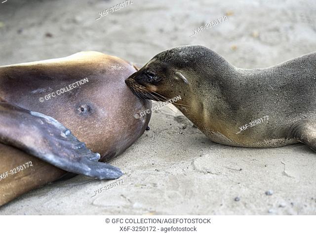 Säugendes Jungtier, Galapagos Seelöwe (Zalophus wollebaeki), Familie der Ohrenrobben (Otariidae) endemische Art in Galapagos, Insel Isabela, Galapagos Inseln