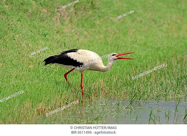 White Stork (Ciconia ciconia) drinking at pond