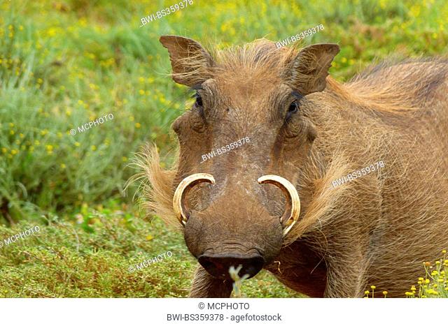 Cape warthog, Somali warthog, desert warthog (Phacochoerus aethiopicus), tusker, South Africa