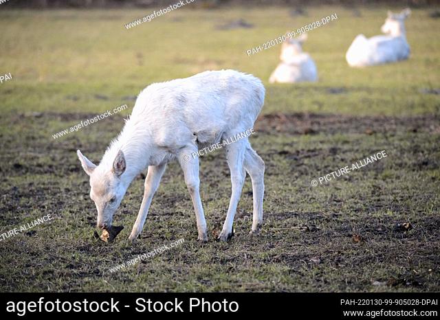 28 January 2022, Schleswig-Holstein, Bimöhlen: A white red deer calf (Cervus elaphus ssp.) stands in its enclosure at Eekholt Wildlife Park