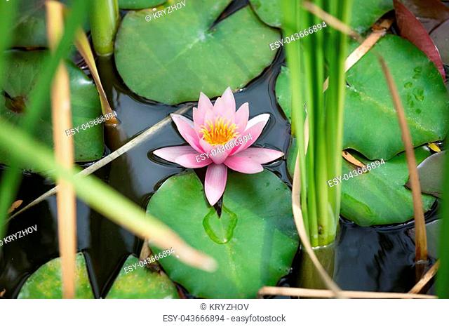 Closeup image of beautiful pink water lily on pond at park