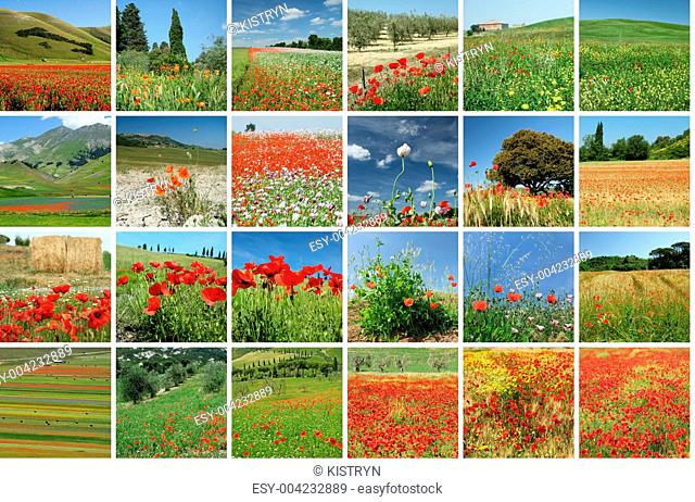 scenery with red poppies collage, Italy