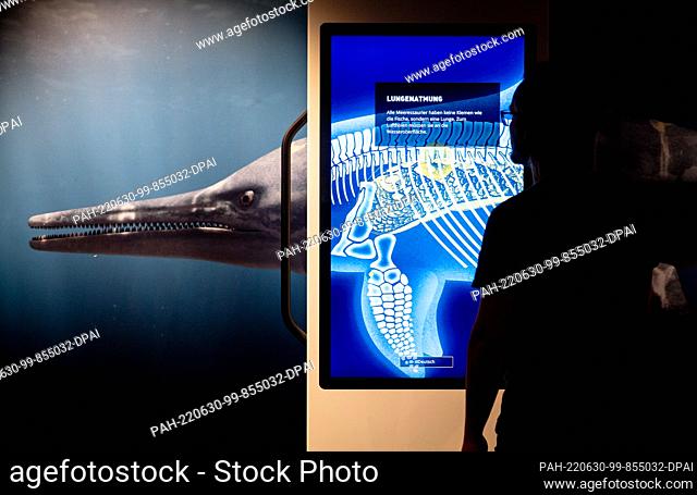 PRODUCTION - 22 June 2022, Lower Saxony, Wilhelmshaven: A man looks at the skeleton of a marine dinosaur and some information about lung respiration on a...