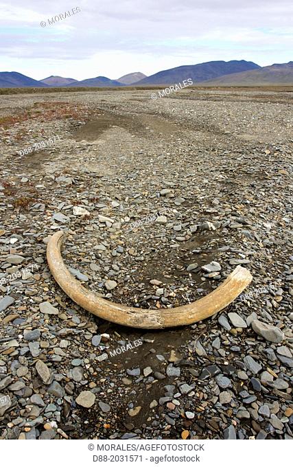Russia , Chukotka autonomous district , Wrangel island , Doubtful village , mammoth tusk in the bed of the river ( Doubtful river )