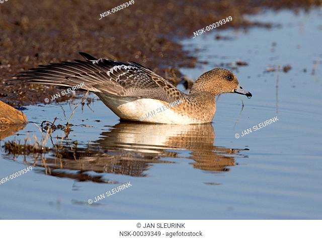Eurasian Wigeon (Anas penelope) female stretching its wing, standing in the water, The Netherlands, Gelderland, polder Arkemheen