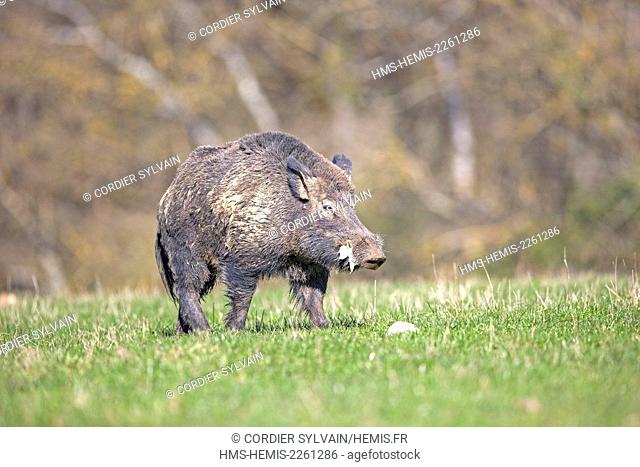 France, Haute Saone, Private park, Wild Boar (Sus scrofa), male