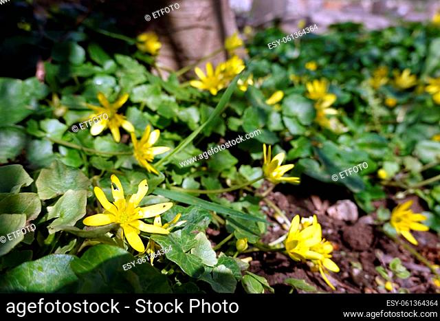 Scharbockskraut, Scharbocks-Kraut, Feigwurz oder Frühlings-Scharbockskraut (Ranunculus ficaria, Ficaria verna), blühende Pflanzen