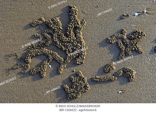Balls of sand created by Sand Bubbler Crabs (Scopimera inflata) on a beach at sunset, Darwin, Northern Territory, Australia