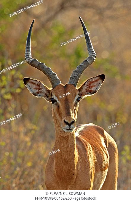 Impala (Aepyceros melampus) adult male, close-up of head and neck, Kruger N.P., Great Limpopo Transfrontier Park, South Africa, November