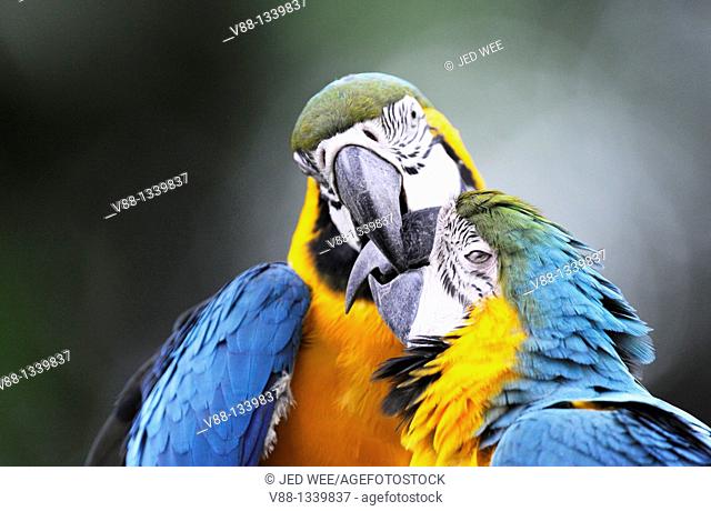 A pair of Blue-and-yellow Macaws aka Blue-and-gold Macaws (Ara ararauna), Jurong Bird Park, Singapore