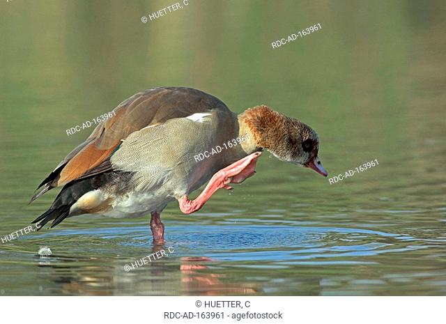 Egyptian Goose North Rhine-Westphalia Germany Alopochen aegyptiacus