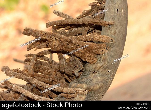 Horn moth (Ceratophaga vastella) larval faecal towers erupting from horn, one of the few animals that feed on keratin, Kafue N. P. Zambia