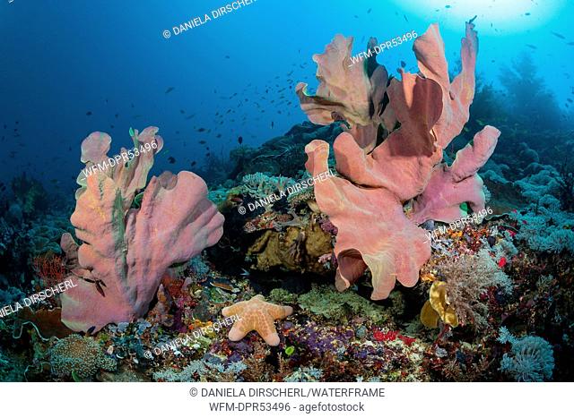 Elephant Ear Sponge in Coral Reef, Ianthella basta, Florida Islands, Solomon Islands