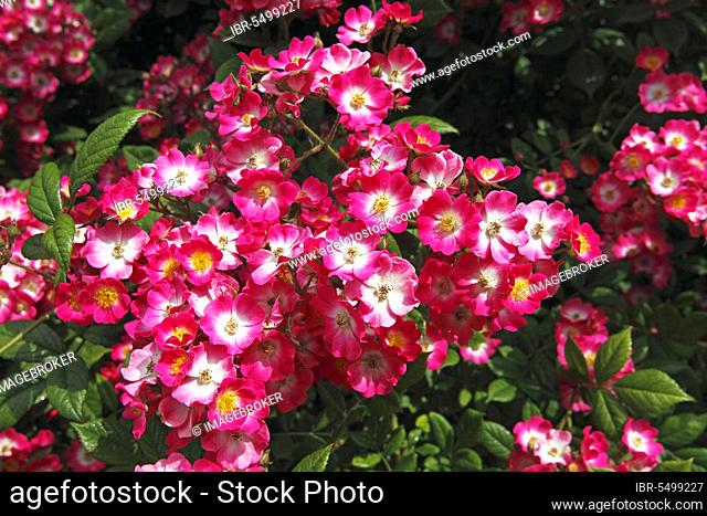 Lambertiana shrub rose (Rosa) 'Mozart