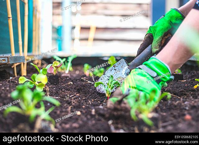 Woman is planting vegetables and herbs in raised bed. Fresh plants and soil
