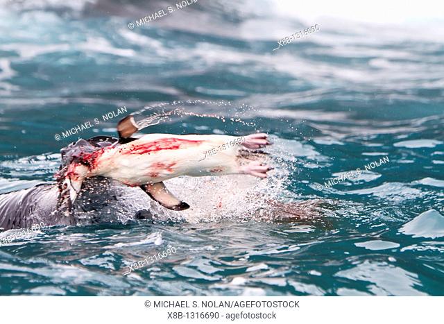 Adult leopard seal Hydrurga leptonyx Catching, flailing, and eating a chinstrap penguin at Point Wild on Elephant Island, South Shetland Islands