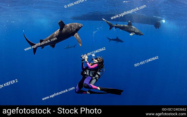Bahamas, Scuba Diver fotografiando tiburones oceánicos cerca de Cat Island